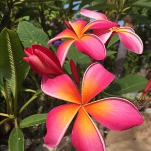 Meet your Posher, Annette